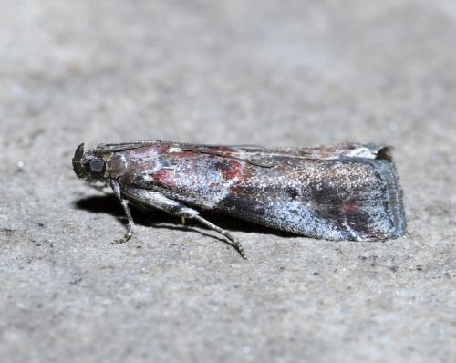 Acrobasis suavella